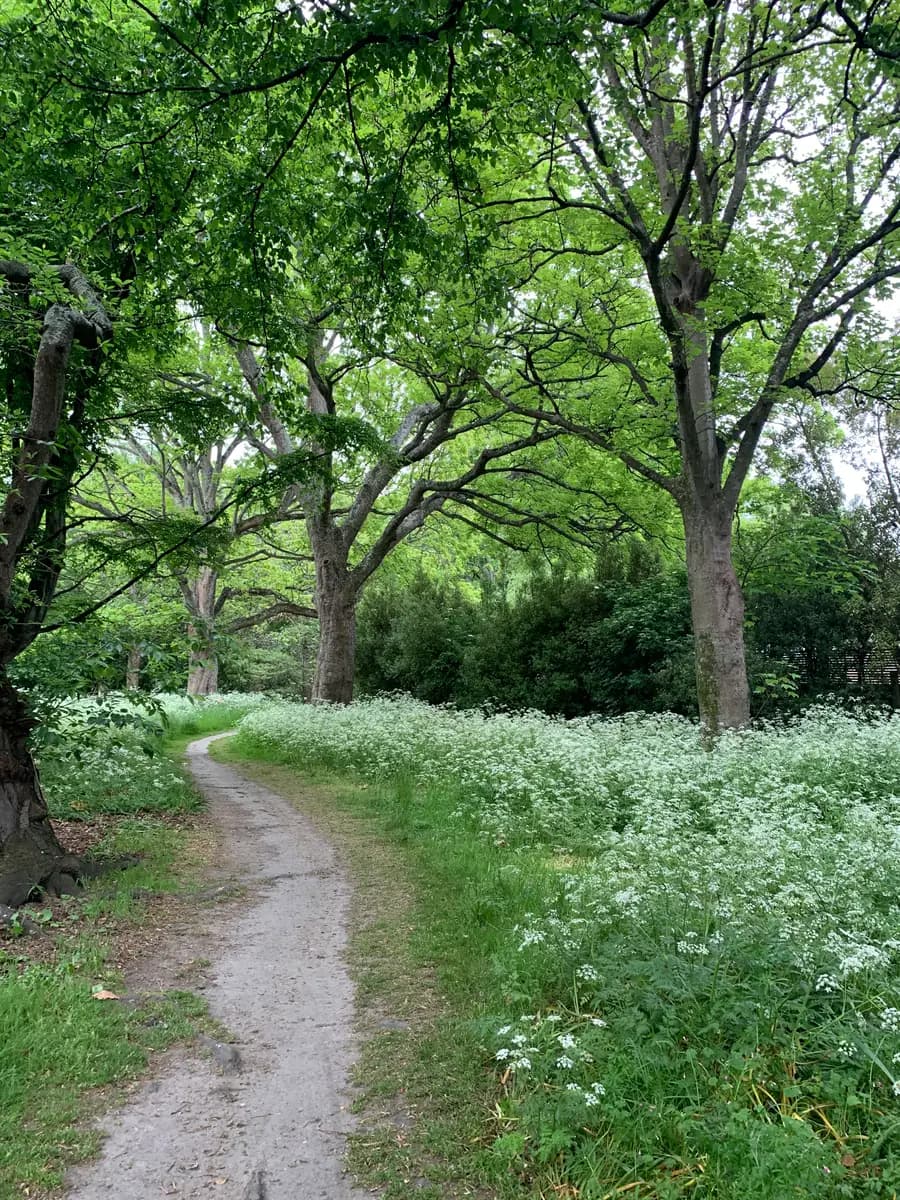 A narrow dirt path winding through tall trees and drifts of white cow parsley
