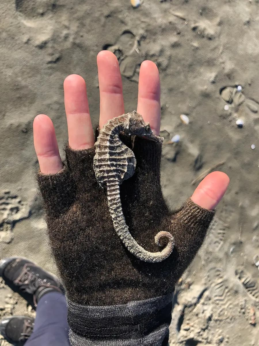 A small seahorse resting on a gloved hand on a sandy beach